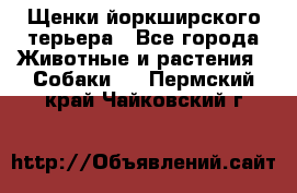 Щенки йоркширского терьера - Все города Животные и растения » Собаки   . Пермский край,Чайковский г.